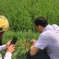 Triển khai các biện  pháp phòng trừ sâu bệnh cuối vụ cho lúa chiêm xuân năm 2024