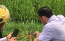 Triển khai các biện  pháp phòng trừ sâu bệnh cuối vụ cho lúa chiêm xuân năm 2024