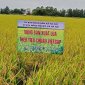 Mô hình sản xuất lúa Thái xuyên 111 theo tiêu chuẩn VietGAP xã Hà Hải