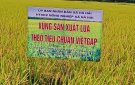 Mô hình sản xuất lúa Thái xuyên 111 theo tiêu chuẩn VietGAP xã Hà Hải
